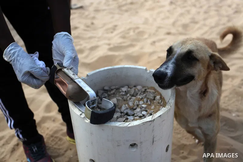 Billy, an amputee dog undergoing rehabilitation for a new prosthetic limb in cooperation with Gaza Municipality's artificial limbs center, at the Sulala Society for Animal Care shelter in Gaza City, on September 10, 2020...