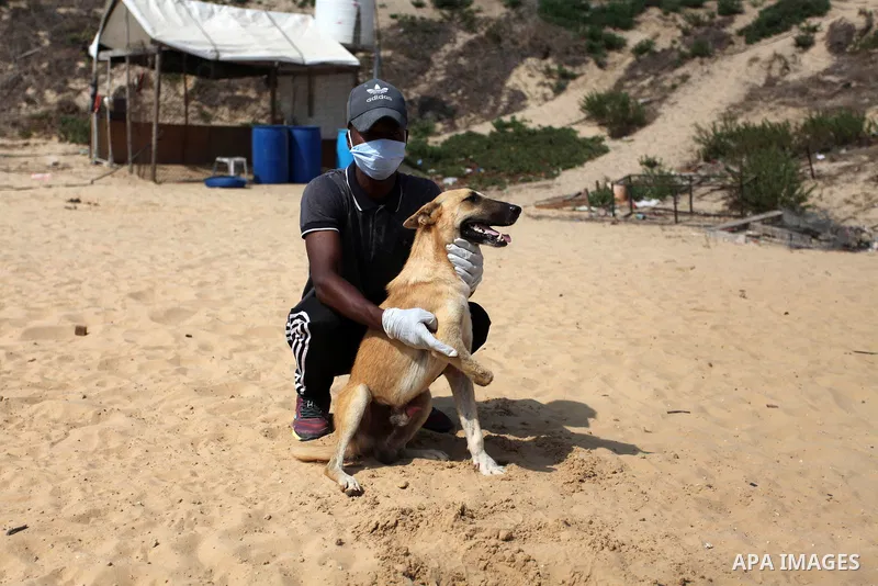 Billy, an amputee dog undergoing rehabilitation for a new prosthetic limb in cooperation with Gaza Municipality's artificial limbs center, at the Sulala Society for Animal Care shelter in Gaza City, on September 10, 2020...