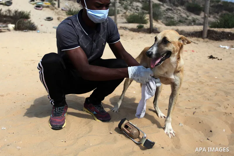 Billy, an amputee dog undergoing rehabilitation for a new prosthetic limb in cooperation with Gaza Municipality's artificial limbs center, at the Sulala Society for Animal Care shelter in Gaza City, on September 10, 2020...