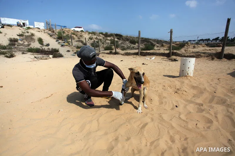 Billy, an amputee dog undergoing rehabilitation for a new prosthetic limb in cooperation with Gaza Municipality's artificial limbs center, at the Sulala Society for Animal Care shelter in Gaza City, on September 10, 2020...