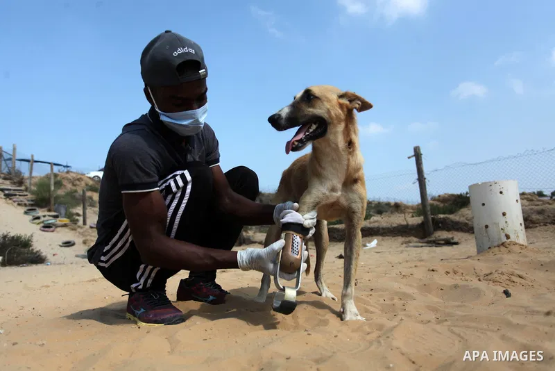 Billy, an amputee dog undergoing rehabilitation for a new prosthetic limb in cooperation with Gaza Municipality's artificial limbs center, at the Sulala Society for Animal Care shelter in Gaza City, on September 10, 2020...