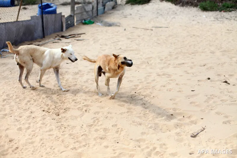 Billy, an amputee dog undergoing rehabilitation for a new prosthetic limb in cooperation with Gaza Municipality's artificial limbs center, at the Sulala Society for Animal Care shelter in Gaza City, on September 10, 2020...