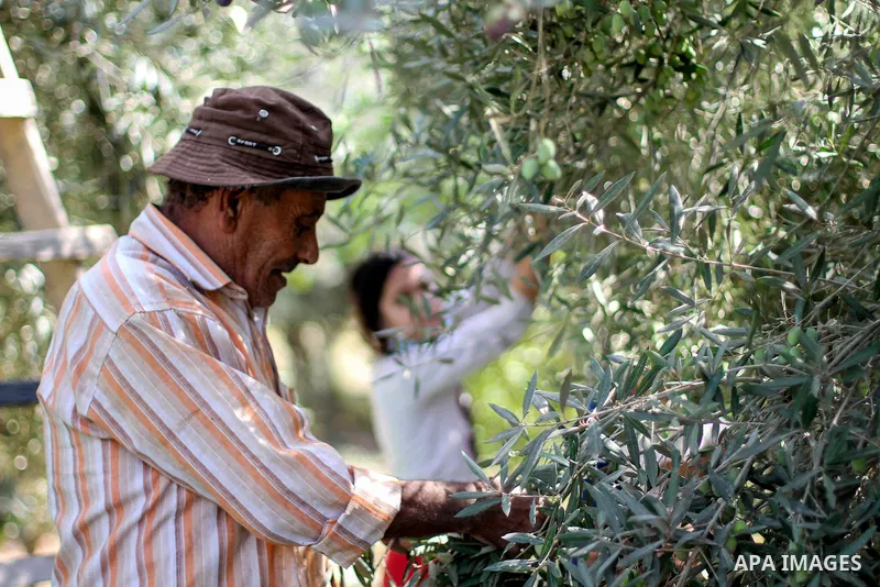 A Palestinian family harvest olives, at their land in Jabalia, in the northern Gaza Strip, on October 20, 2020. Palestinians begin the olive harvest in October, a staple for many local farmers that also use them to produ...