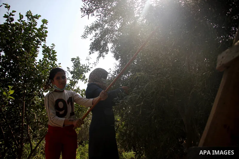 A Palestinian family harvest olives, at their land in Jabalia, in the northern Gaza Strip, on October 20, 2020. Palestinians begin the olive harvest in October, a staple for many local farmers that also use them to produ...