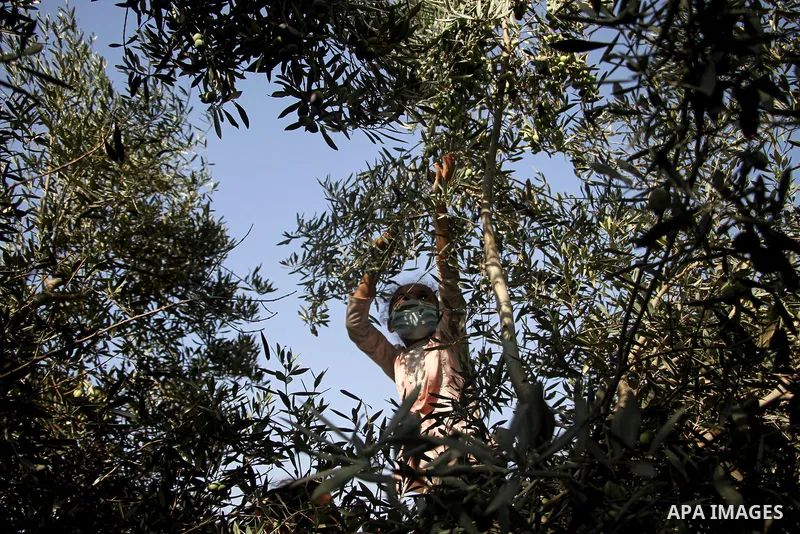 A Palestinian family harvest olives, at their land in Jabalia, in the northern Gaza Strip, on October 20, 2020. Palestinians begin the olive harvest in October, a staple for many local farmers that also use them to produ...