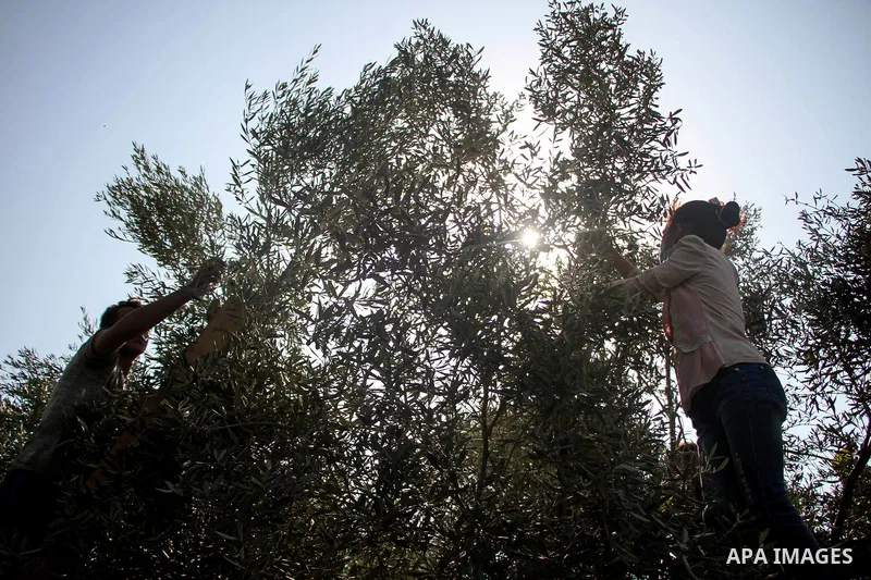 A Palestinian family harvest olives, at their land in Jabalia, in the northern Gaza Strip, on October 20, 2020. Palestinians begin the olive harvest in October, a staple for many local farmers that also use them to produ...