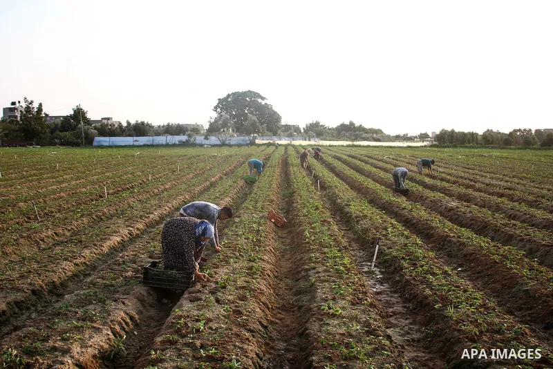 Palestinian farmers plant strawberries on a farm, in Beit Lahiya in the northern Gaza Strip on October 29, 2020. Photo by mohammed salem