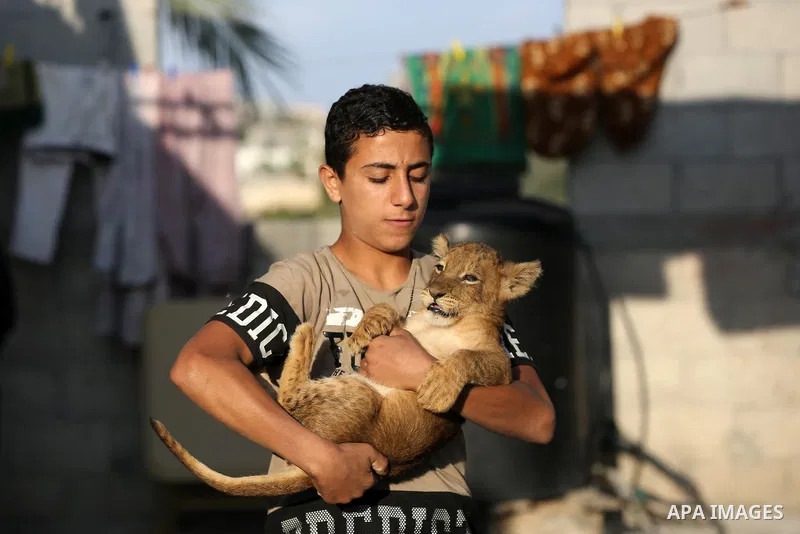 A Palestinian child holds his two lion cubs at his family house, in Khan Yunis in the southern Gaza Strip on November 10, 2020. Photo by Ashraf Amra