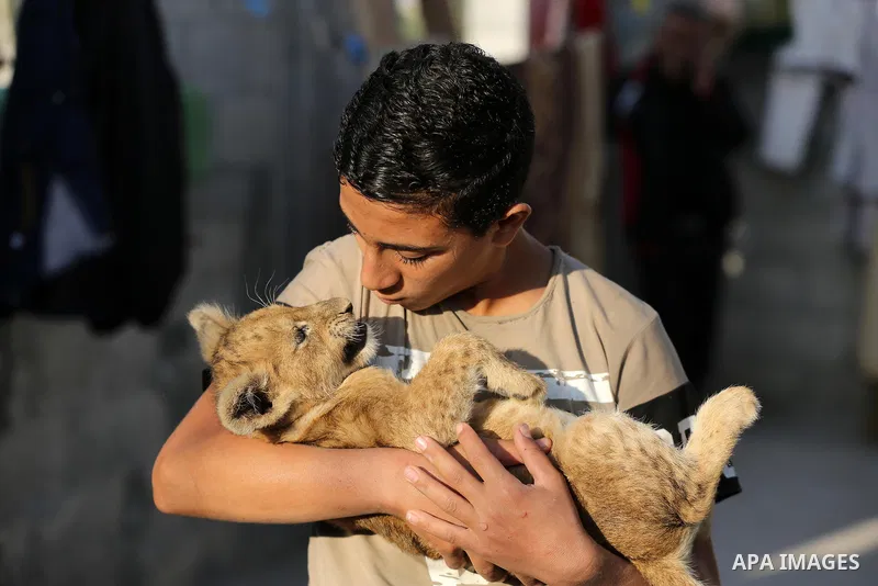 A Palestinian child holds his two lion cubs at his family house, in Khan Yunis in the southern Gaza Strip on November 10, 2020. Photo by Ashraf Amra