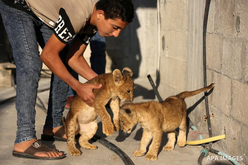 A Palestinian child holds his two lion cubs at his family house, in Khan Yunis in the southern Gaza Strip on November 10, 2020. Photo by Ashraf Amra