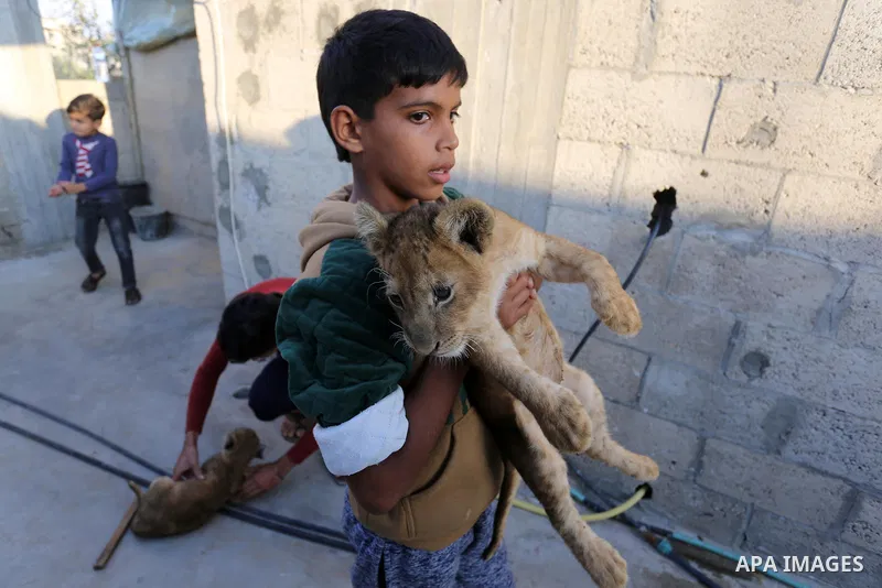 A Palestinian child holds his two lion cubs at his family house, in Khan Yunis in the southern Gaza Strip on November 10, 2020. Photo by Ashraf Amra