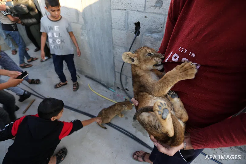 A Palestinian man holds his two lion cubs at his family house, in Khan Yunis in the southern Gaza Strip on November 10, 2020. Photo by Ashraf Amra