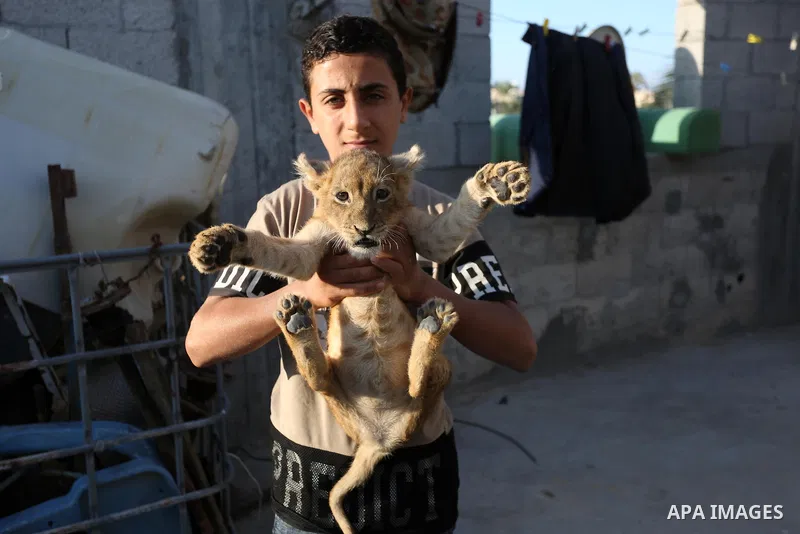 A Palestinian child holds his two lion cubs at his family house, in Khan Yunis in the southern Gaza Strip on November 10, 2020. Photo by Ashraf Amra