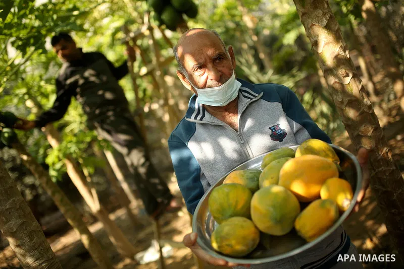 Palestinian farmer Jaber Abu Rujaila, 72, picks Papay fruit on his farm, in Khan Yunis in the southern Gaza Strip on November 12, 2020. Photo by Osama Baba