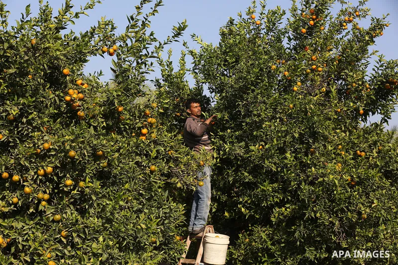 Palestinian farmers harvest citrus fruits at a farm in Deir Al-Balah in the center of the Gaza Strip, on November 14, 2020. Photo by Ashraf Amra
