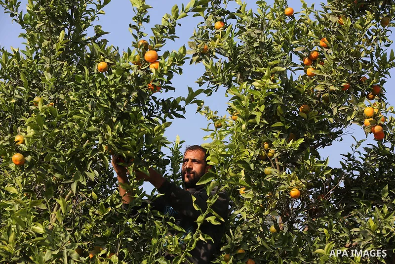 Palestinian farmers harvest citrus fruits at a farm in Deir Al-Balah in the center of the Gaza Strip, on November 14, 2020. Photo by Ashraf Amra