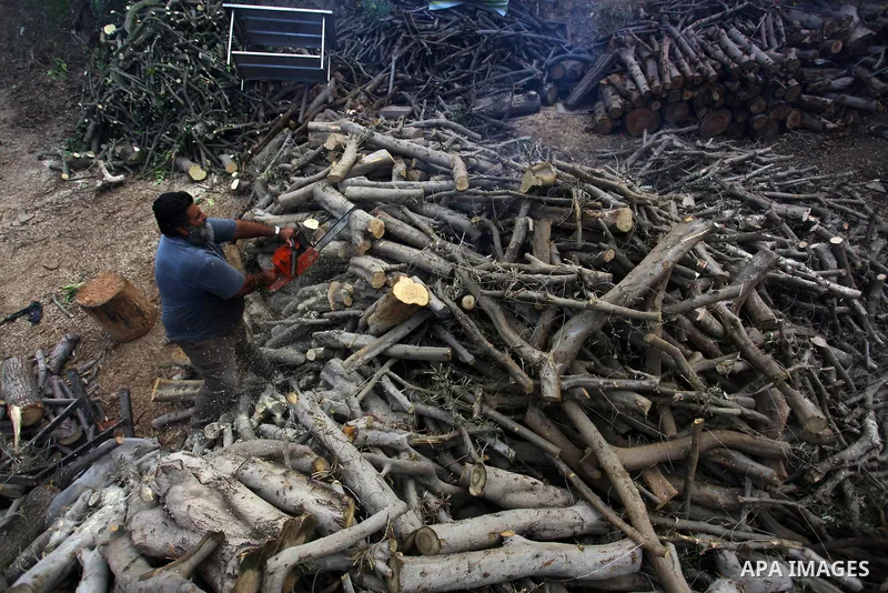 A Palestinian lumberjack cuts and prepares firewood for sale and production of charcoal at a workshop, Gaza City, on November 22, 2020. Photo by Mahmoud Ajjour