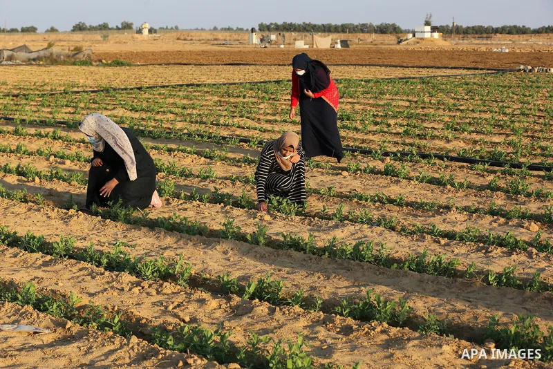 Palestinian university students plant peas near the border in the east of Khan Younis, southern Gaza Strip, on November 30, 2020. The three girls want to use the money they will make rom the peas farming to help with the...