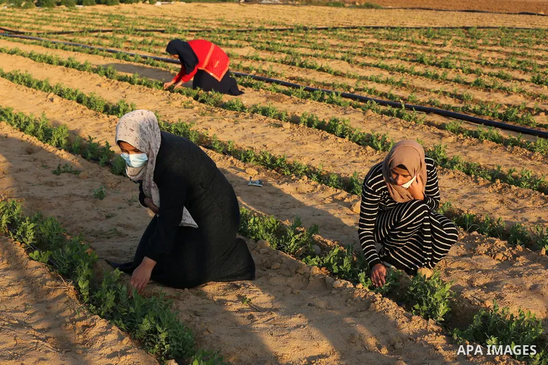 Palestinian university students plant peas near the border in the east of Khan Younis, southern Gaza Strip, on November 30, 2020. The three girls want to use the money they will make rom the peas farming to help with the...