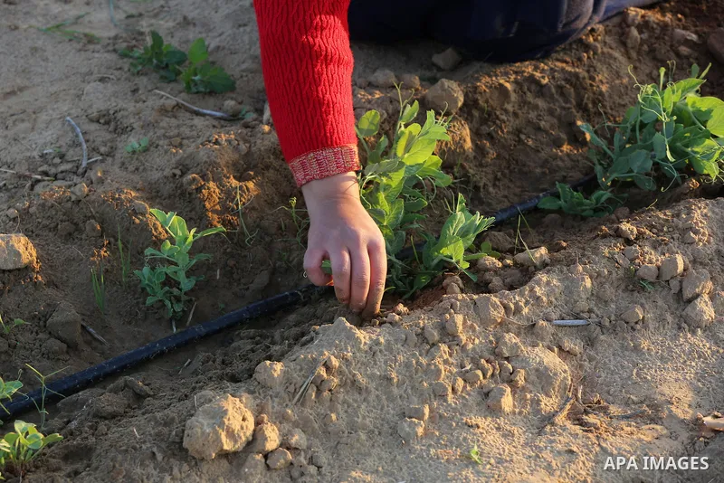 Palestinian university students plant peas near the border in the east of Khan Younis, southern Gaza Strip, on November 30, 2020. The three girls want to use the money they will make rom the peas farming to help with the...