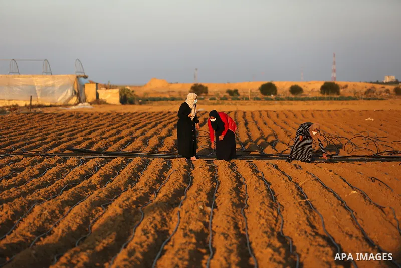 Palestinian university students plant peas near the border in the east of Khan Younis, southern Gaza Strip, on November 30, 2020. The three girls want to use the money they will make rom the peas farming to help with the...