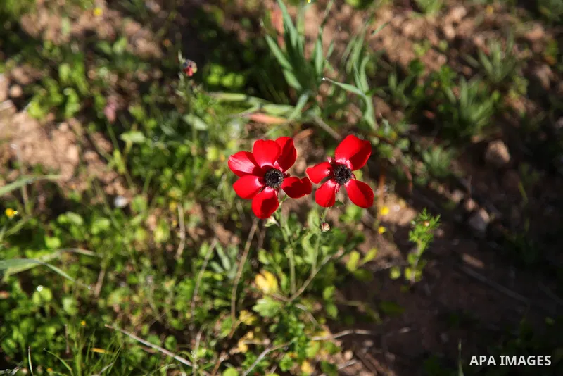 A Picture show anemone flowers blossom in the northern Gaza Strip, on February 13, 2021.Weather today in Gaza, Palestine is going to be Sunny with a maximum temperature of 20°c and minimum temperature of 11°c. Expected p...