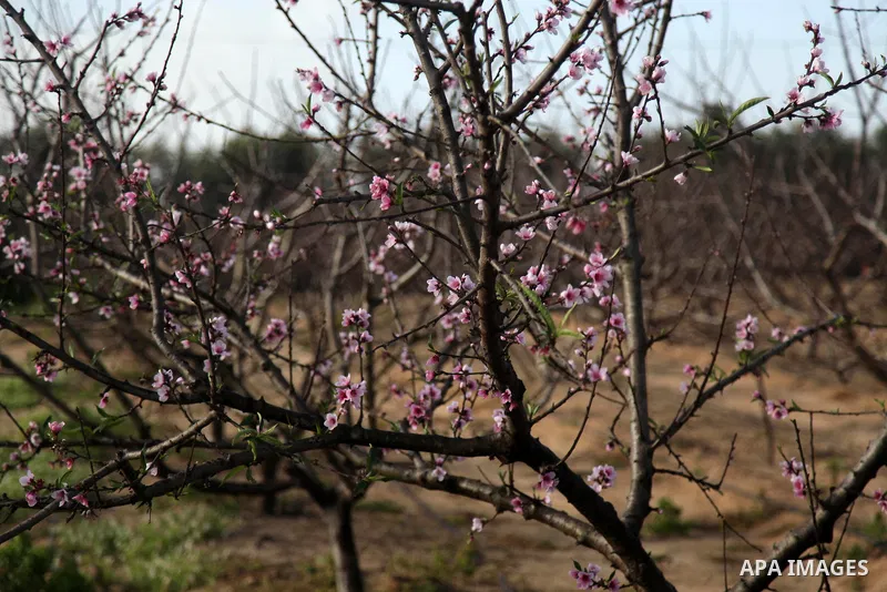 A Picture Peach blossom flowers in Beit Hanoun in the northern Gaza Strip, on February 13, 2021. In botany, blossoms are the flowers of stone fruit trees (genus Prunus) and of some other plants with a similar appearance...