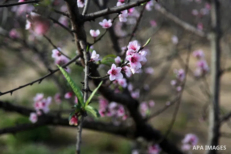 A Picture Peach blossom flowers in Beit Hanoun in the northern Gaza Strip, on February 13, 2021. In botany, blossoms are the flowers of stone fruit trees (genus Prunus) and of some other plants with a similar appearance...