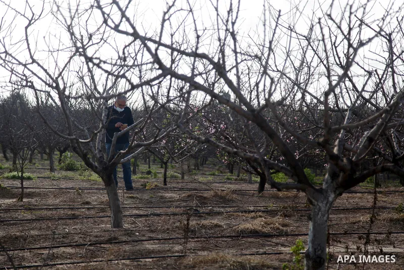 A Picture Peach blossom flowers in Beit Hanoun in the northern Gaza Strip, on February 13, 2021. In botany, blossoms are the flowers of stone fruit trees (genus Prunus) and of some other plants with a similar appearance...