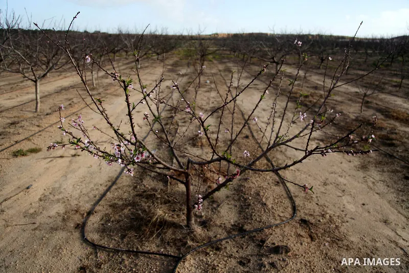 A Picture Peach blossom flowers in Beit Hanoun in the northern Gaza Strip, on February 13, 2021. In botany, blossoms are the flowers of stone fruit trees (genus Prunus) and of some other plants with a similar appearance...