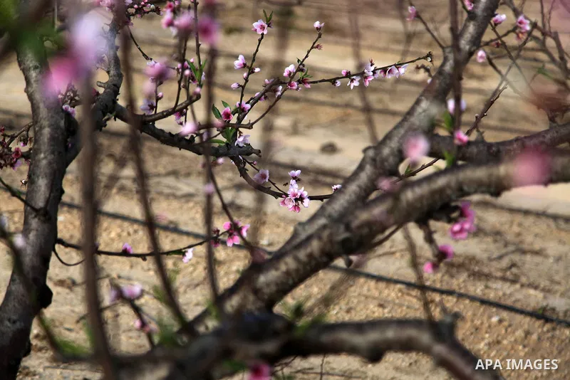 A Picture Peach blossom flowers in Beit Hanoun in the northern Gaza Strip, on February 13, 2021. In botany, blossoms are the flowers of stone fruit trees (genus Prunus) and of some other plants with a similar appearance...