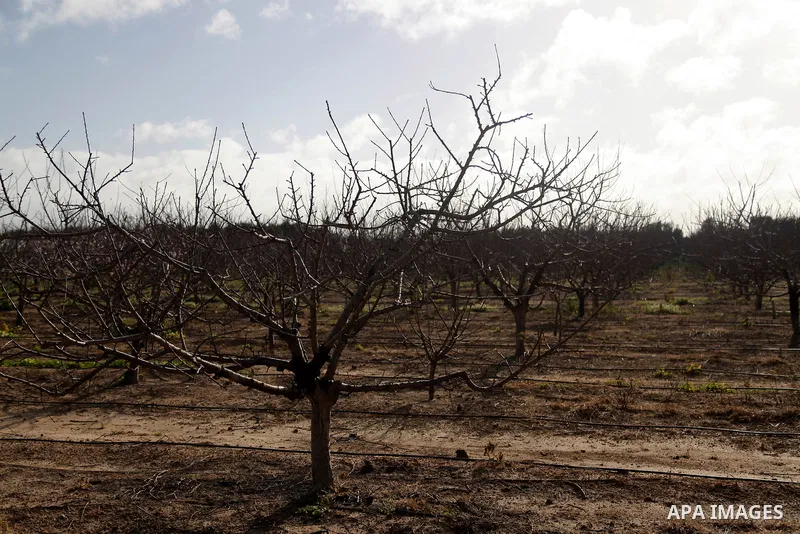 A Picture Peach blossom flowers in Beit Hanoun in the northern Gaza Strip, on February 13, 2021. In botany, blossoms are the flowers of stone fruit trees (genus Prunus) and of some other plants with a similar appearance...