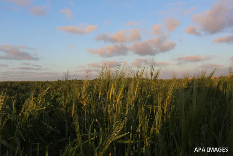 A general view show Agricultural land in Khan Younis in the southern of Gaza strip, on February 13, 2021. Palestine is going to be Sunny with a maximum temperature of 20°c and minimum temperature of 11°c. Expected precip...