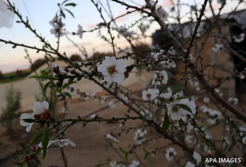 Almond flowers are seen bloom at a field in Khan Younis in the southern of Gaza strip, on February 13, 2021. The almond, is a species of tree native to Iran and surrounding countries but widely cultivated elsewhere. The...