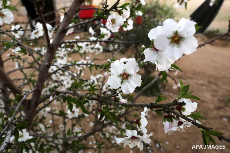 Almond flowers are seen bloom at a field in Khan Younis in the southern of Gaza strip, on February 13, 2021. The almond, is a species of tree native to Iran and surrounding countries but widely cultivated elsewhere. The...