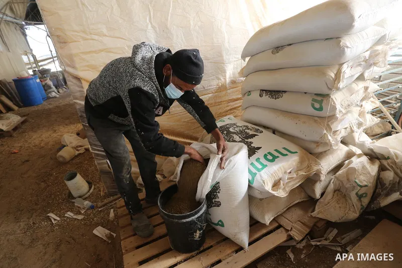 Palestinian man checks on quail chicks inside a brooder at a hatchery where the migratory birds are bred in Khan Younis in the southern Gaza Strip on March 3, 2021. There is an increased demand for quail meat in Gaza due...