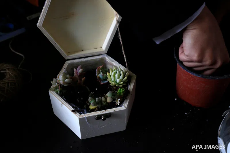 Palestinian engineer, Zeina Abu Salama,24, checks the cactus seedlings and prepares some for gifts at her cactus nursery, on the International Women's Day, in Jenin in the West Bank. on March 8, 2021. In light of difficu...