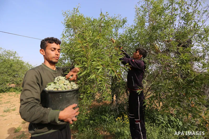 Palestinian farmers harvest almonds at a field, in Khan Younis in the southern Gaza Strip on March 14, 2021. The almond, is a species of tree native to Iran and surrounding countries but widely cultivated elsewhere. The...