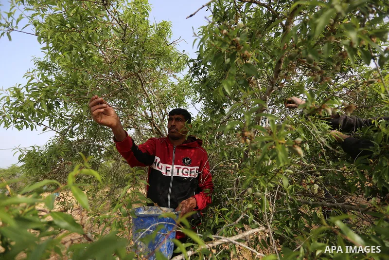Palestinian farmers harvest almonds at a field, in Khan Younis in the southern Gaza Strip on March 14, 2021. The almond, is a species of tree native to Iran and surrounding countries but widely cultivated elsewhere. The...