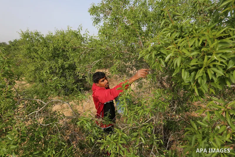Palestinian farmers harvest almonds at a field, in Khan Younis in the southern Gaza Strip on March 14, 2021. The almond, is a species of tree native to Iran and surrounding countries but widely cultivated elsewhere. The...