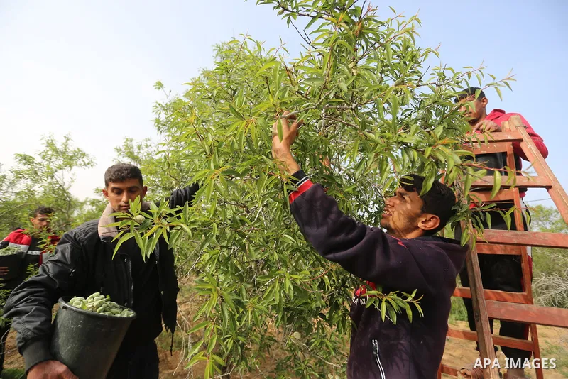 Palestinian farmers harvest almonds at a field, in Khan Younis in the southern Gaza Strip on March 14, 2021. The almond, is a species of tree native to Iran and surrounding countries but widely cultivated elsewhere. The...