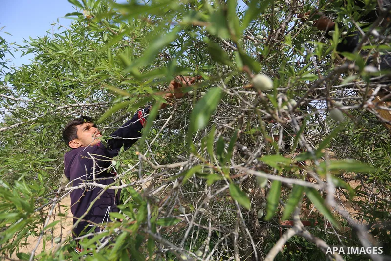 Palestinian farmers harvest almonds at a field, in Khan Younis in the southern Gaza Strip on March 14, 2021. The almond, is a species of tree native to Iran and surrounding countries but widely cultivated elsewhere. The...