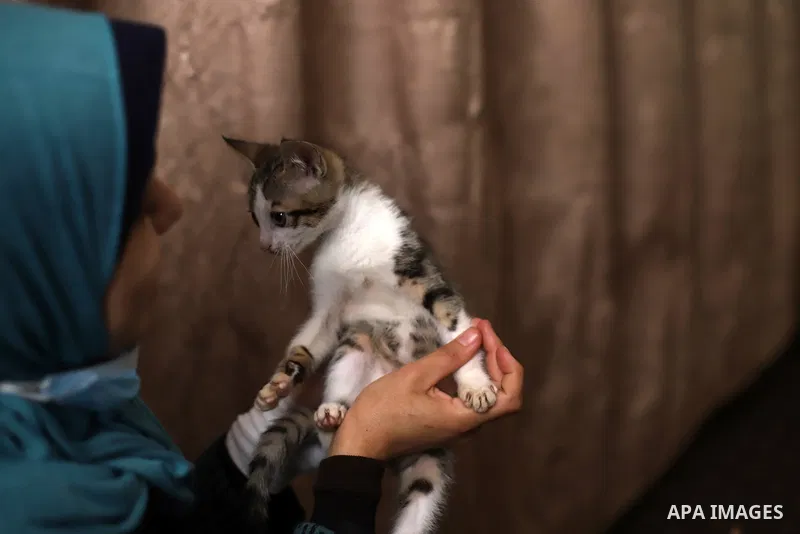 Palestinian Maryam Barr, 32, takes care of stray cats in her home in Gaza City, on March 27, 2021. Maryam collects the stray and injured cats from the roads and provides them with health care and care inside her home. Ph...