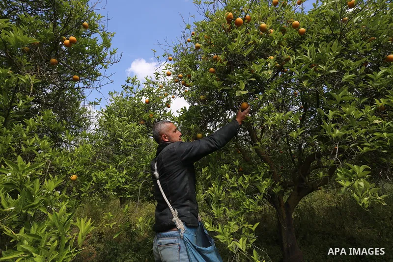 Palestinian farmers collect the orange "Valencia" during a harvest season, at a farm, in the southern of Gaza Strip, on April 12, 2021. Harvest times for sweet oranges vary depending on the variety, and varieties with la...