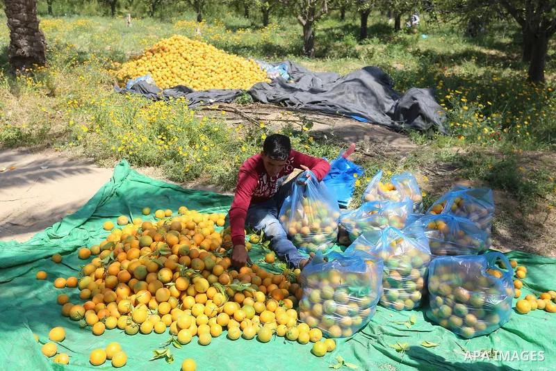 Palestinian farmers collect the orange "Valencia" during a harvest season, at a farm, in the southern of Gaza Strip, on April 12, 2021. Harvest times for sweet oranges vary depending on the variety, and varieties with la...