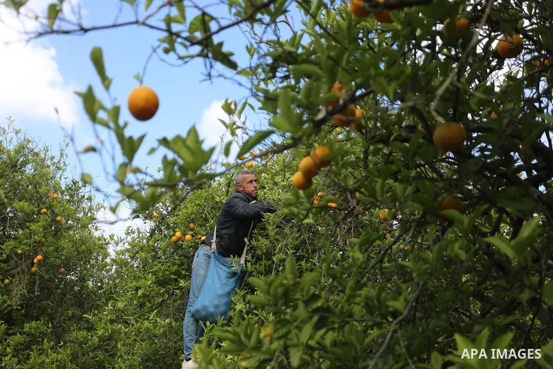 Palestinian farmers collect the orange "Valencia" during a harvest season, at a farm, in the southern of Gaza Strip, on April 12, 2021. Harvest times for sweet oranges vary depending on the variety, and varieties with la...