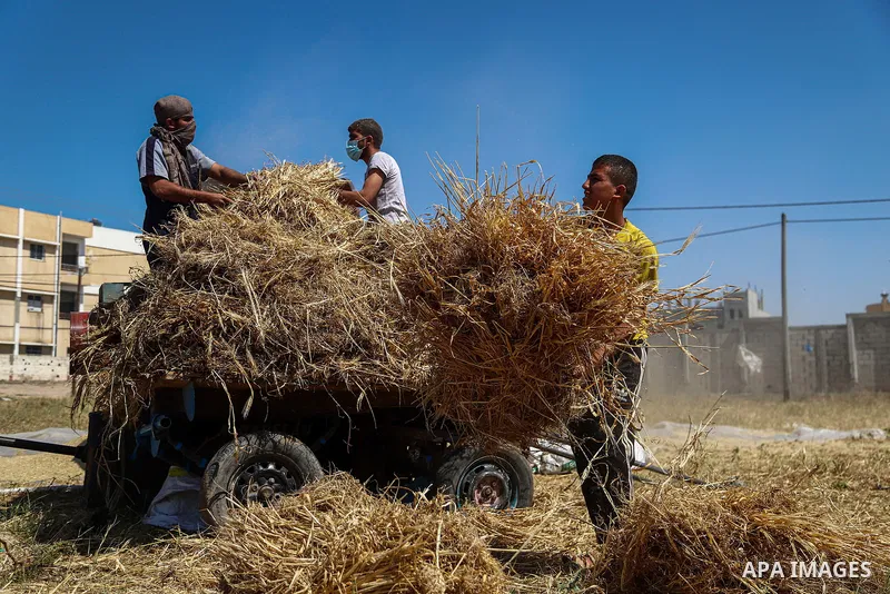 Palestinian farmers harvest wheat at a farm in Rafah in the southern Gaza Strip on April 12, 2021. Tightened anti-coronavirus measures in Palestine double local farmers' losses. The Palestinian Union of Agricultural Work...