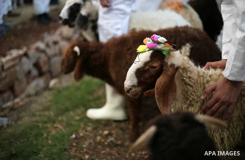 Members of the ancient Samaritan community participates in the ritual of Passover Sacrifice on Mount Gerizim, overlooking the West Bank town of Nablus, Thursday, April 25, 2021. Samaritans descended from the ancient Isra...