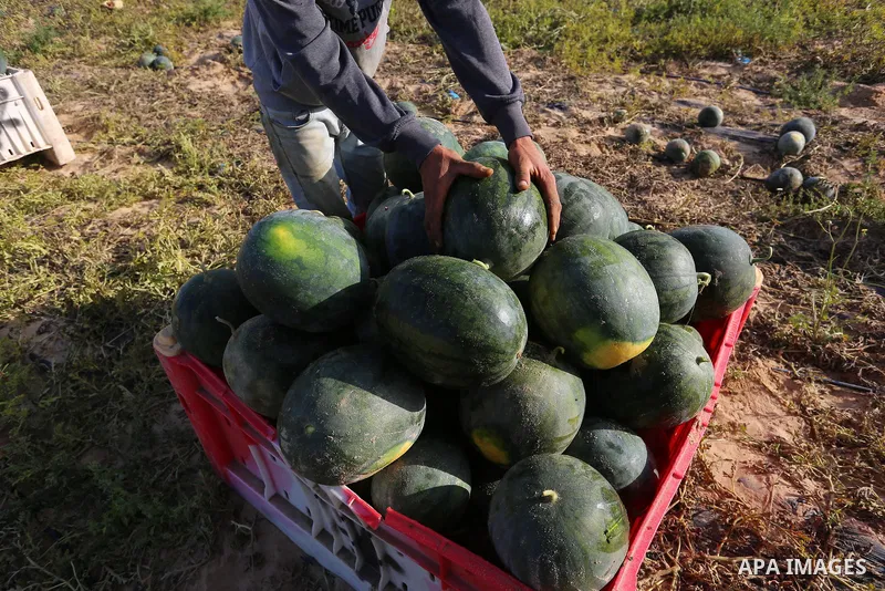 Palestinian farmers collect watermelon during a harvest season amid the ongoing coronavirus pandemic in Khan Younis in the southern Gaza Strip, on April 28, 2021. watermelon is a summertime fruit, Native to Africa, melon...