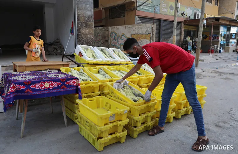 Palestinian men wearing masks, prepare salted fish to be sold in markets ahead Eid al Fitr holiday in Gaza City, on May 8, 2021. Salted fish, such as kippered herring or dried and salted cod, is fish cured with dry salt...